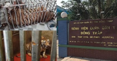 Tin nhanh 25/8: 54 người chạy thận miền Tây nhiễm Covid-19; giải cứu 9 con hổ: phí chăm sóc 20 triệu đồng/ngày, chưa nơi nào nhận nuôi