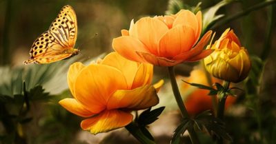 Hữu xạ tự nhiên hương là gì? Ý nghĩa của hữu xạ tự nhiên hương