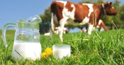 Cách nấu sữa bò tươi tại nhà thơm ngon và béo ngậy