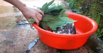 Nhổ lông vịt bằng lá đu đủ, vừa đơn giản lại nhanh và sạch