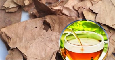 Bật mí cách nấu nước lá sake thanh mát trị bệnh tiểu đường, gout