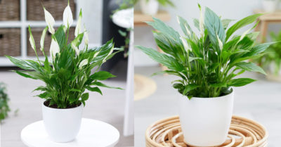 Lan Ý – loại cây hấp thụ khí độc, nên trồng ở đâu?