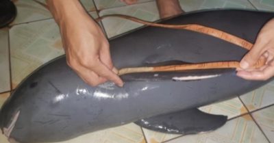 Clip: Xác cá heo không vây quý hiếm tiếp tục được phát hiện ở Cát Bà