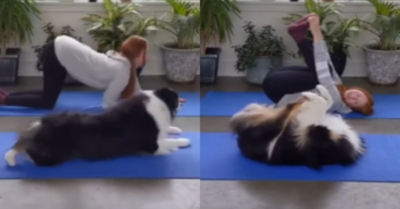Video: Chú chó tập yoga điệu nghệ