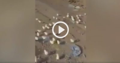 Video: Hàng trăm quả trứng vứt ở bãi rác nở thành gà con chạy lăng xăng