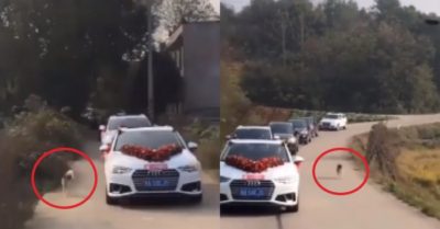 Video: Chó cưng chạy theo tiễn cô dâu 10 km về nhà chồng