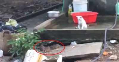 Video: Con mèo bất lực đứng nhìn lũ chuột lộng hành