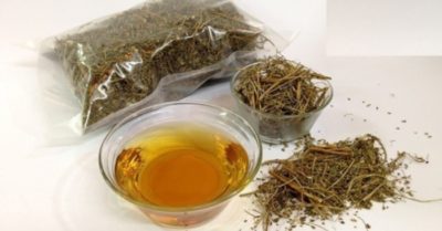 Cách nấu cây chó đẻ răng cưa đơn giản, chữa nhiều bệnh hiệu quả