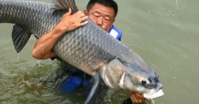 Video: Cần thủ bắt được cá trắm đen hơn 75 kg