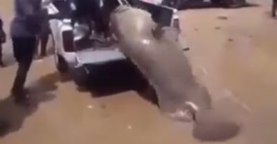 Video: 3 người đàn ông vất vả kéo con cá ‘khủng’ lên xe tải – dường như là cá rô