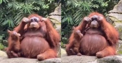 Video: Đười ươi đeo kính ‘siêu ngầu’