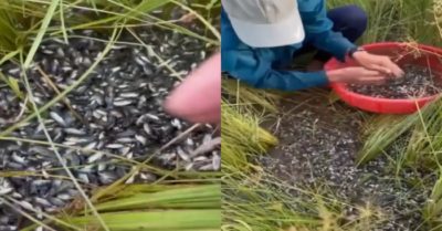 Video: Hốt trọn ổ cá rô non trên ruộng