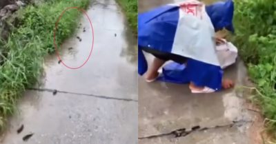 Video: Cá rô đồng tràn lên đường sau mưa