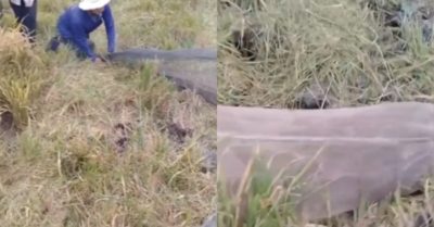 Video: Bắt hàng trăm chuột đồng ở Cần Thơ