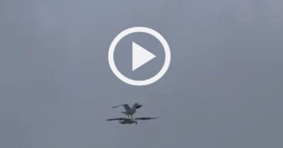 Video: Hải âu cưỡi trên lưng bạn quá giang một đoạn