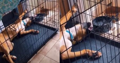 Video: Chào thua với thế nằm uống nước của chú chó lười biếng