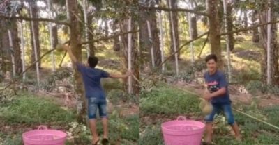 Video: Anh chàng bắt sầu riêng ‘bách phát bách trúng’
