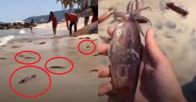 Video: Người dân đua nhau thả những con mực về biển