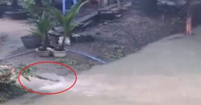 Video: Chủ nhà bắt được cặp đôi cá khủng lên bờ ‘dạo chơi’