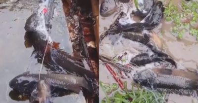 Video: Giăng lưới trên cạn bắt cá rô đồng sau mưa lớn