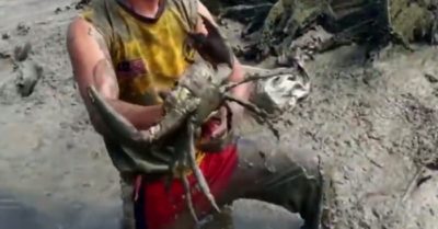 Video: Tay không tóm cua ‘khủng’ dưới bùn