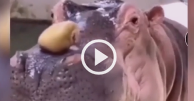 Video: Hà mã dỗi, không ăn đồ ăn của người thiếu lịch sự