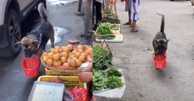 Video chú chó cắp giỏ đi chợ mua rau và thức ăn cho chủ