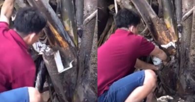 Video: Bắt cá bống trong bẹ dừa nước