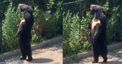 Video: Gấu đi bằng 2 chân lơn tơn ngắm cảnh khiến dân mạng tròn mắt