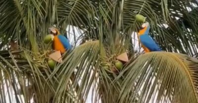 Video: Vẹt hái dừa, dùng mỏ mổ xuyên vỏ quả lấy nước uống