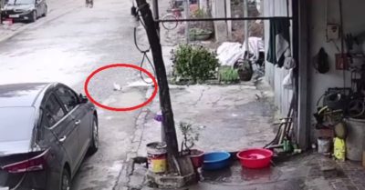 Video: Camera ghi lại màn tẩu thoát ngoạn mục của con cá