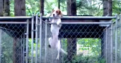 Video: Thú cưng và những ‘cuộc đào tẩu’ trốn đi chơi
