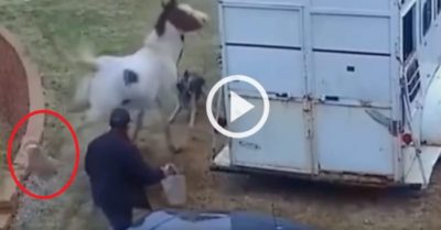 Video: Chú chó bị đá bay vì gây sự với ngựa