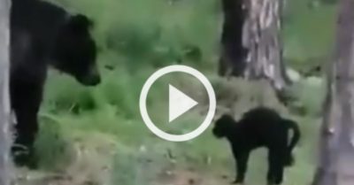 Video: Gấu đen bỏ đi khi đối đầu với mèo đen