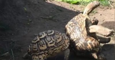 Video: Rùa bé giúp đỡ rùa lớn khi ‘bị nạn’