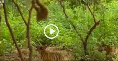 Video: Chúa tể sơn lâm bị khỉ trêu ‘chóng mặt’
