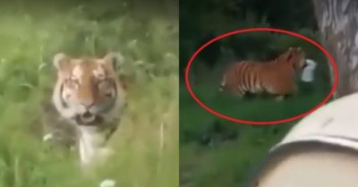 Clip: Hổ trộm xô cá của 2 cần thủ
