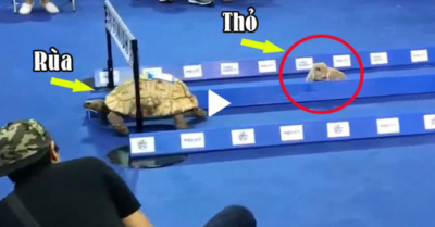 Video: Cuộc đua Rùa và Thỏ phiên bản đời thực