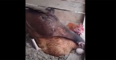 Video: Gà mái đen hướng dẫn gà mái vàng cách ấp trứng