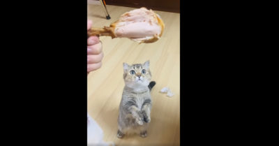 Clip: Mèo cưng chắp tay xin đùi gà