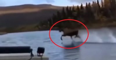 Video: Nai sừng tấm dùng ‘khinh công’ chạy trên mặt nước vượt mặt chiếc cano – ‘thật huyền bí’