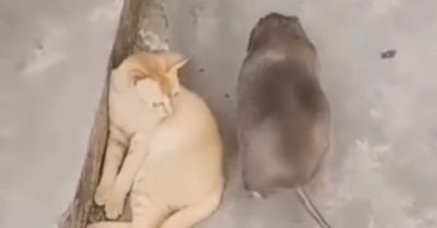 Clip: Mèo ‘nín thở’ chó ngó lơ khi thấy con chuột quá béo đi ngang qua