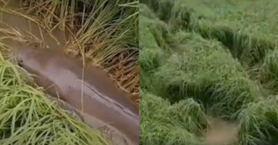 Clip: ‘Cụ’ cá lóc ‘cày’ nát ruộng lúa của bác nông dân