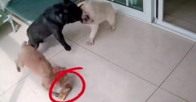 Clip: Cún con giả bộ can ngăn rồi cuỗm sạch thức ăn