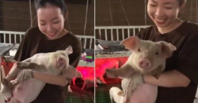 Clip: Lợn giả chết khiến cô gái phì cười