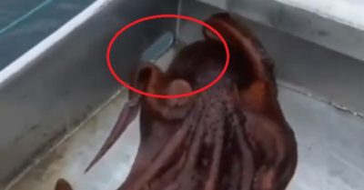 Clip: Bạch tuộc tẩu thoát ngoạn mục ra biển