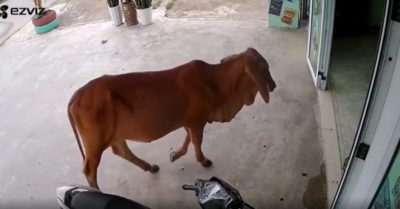 Clip: Chủ quán tá hỏa vì ‘Khách sộp’ mở hàng và kết quả bất ngờ