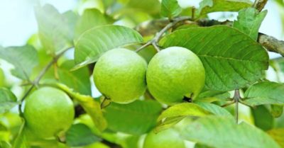 Những lợi ích tuyệt vời của ổi tốt cho sức khỏe ai cũng nên biết