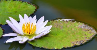 Sống ở đời, thấu tỏ 4 điều này cuộc sống mãi an yên