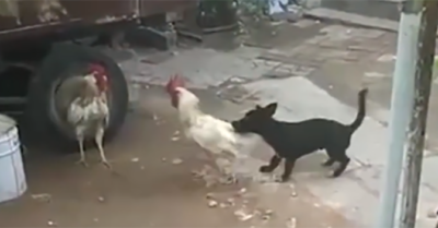 Video: Cún nhỏ “nhiệt tình” can ngăn khi thấy gà trống mổ nhau